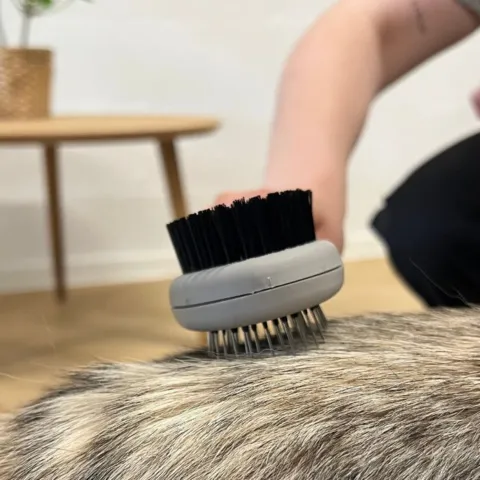 Hundebørste i brug på stor hund med tyk pels