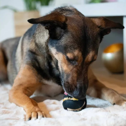 Aktiverende leg med skjult belønning – din hund arbejder for hver bid