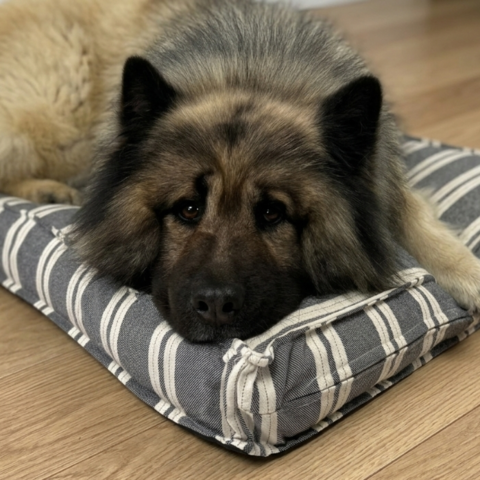 Eurasier hviler på blød og stribet hundemadras