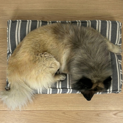 Hundemadrassen passer til både små og store hunde