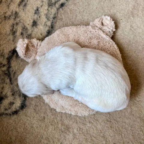 2 uger gammel golden retriever hvalp på varmepude