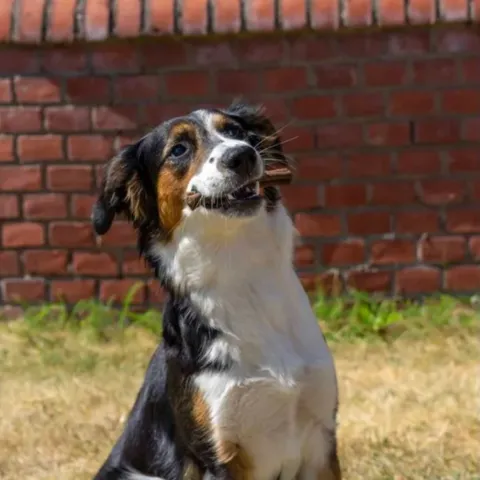 Hund med Ozami Premium Protein Bar tyggepind i munden