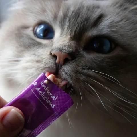 Cremet kattesnack fra Woolf WildCat