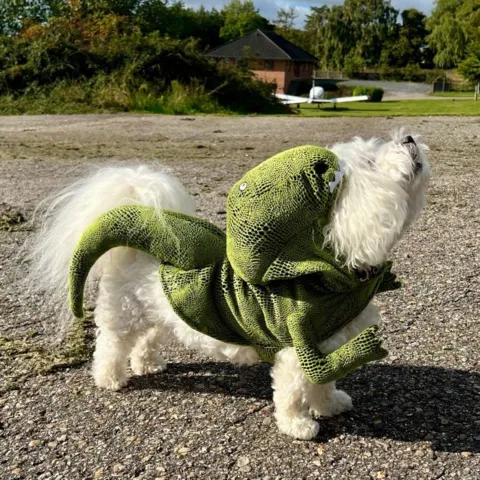 Halloween udklædning til hund