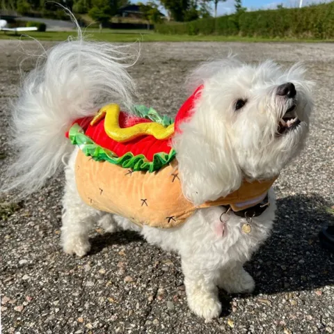 Hunde hotdogkostume
