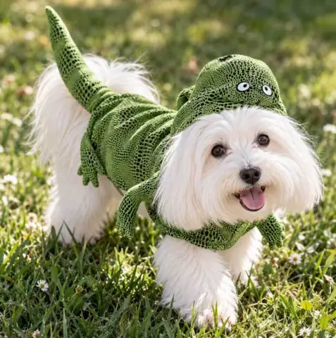 Halloween udklædning til hund