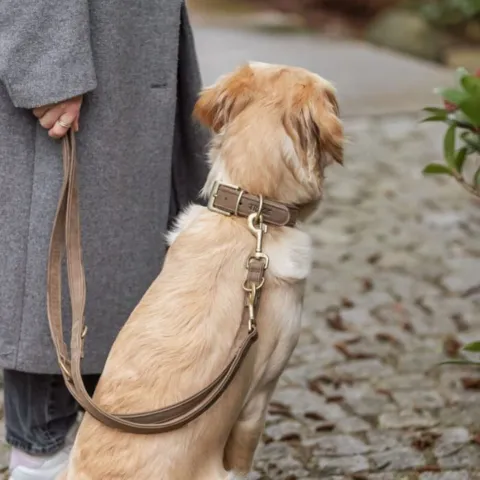 Golden Retriever med Trixie Pure Hundesnor og Halsbånd