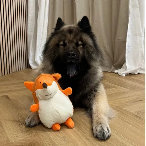 Eurasier hund med legetøjsræv