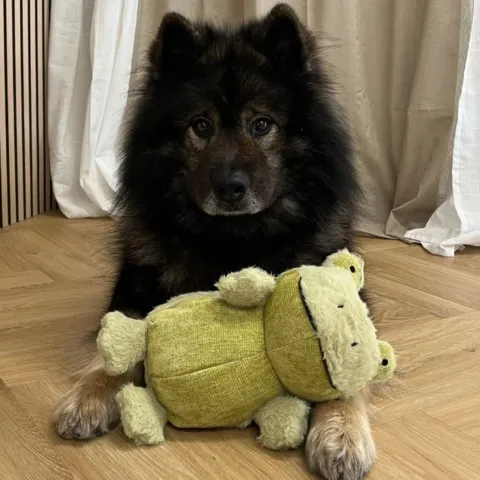 Stor plysbamse til alle hunde