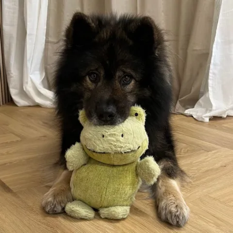 En sød frø bamse til både store og små hunde