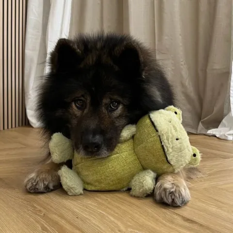 Lad din hund putte sig opad frø plyslegetøjet