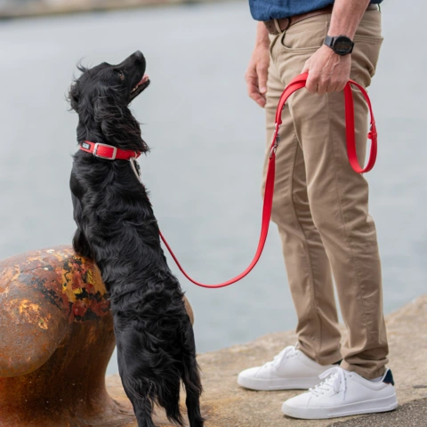 Elegant hundehalsbånd med læderlook og slidstærke materialer