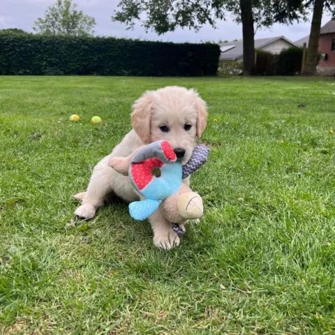 Golden Retriever hvalp med Companion Pony hvalpelegetøj