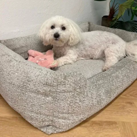 Ollipet Saga memoryskum hundekurv med ortopædisk støtte og bløde kanter