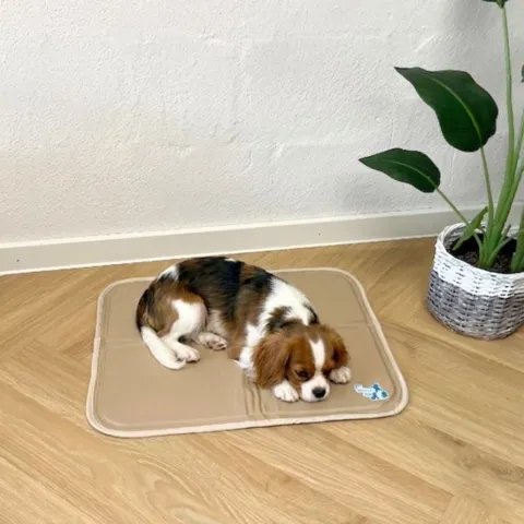 Lille hund ligger på beige kølemåtte indendørs