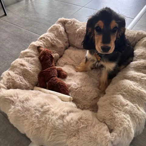 Cocker Spaniel hvalp i Ollipet Wave hundekurv i Pearl Khaki farve