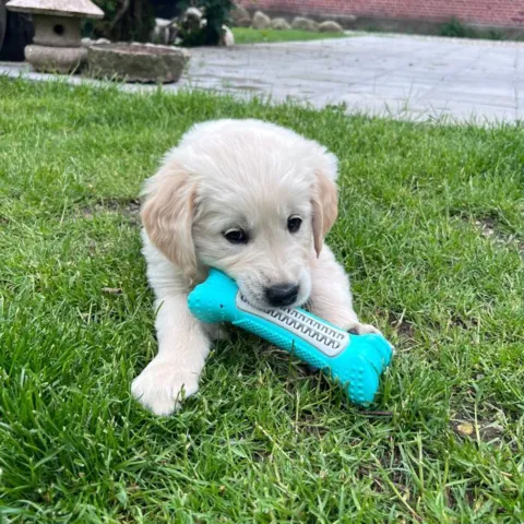 Golden Retriever hundehvalp tygger i Dental Bone