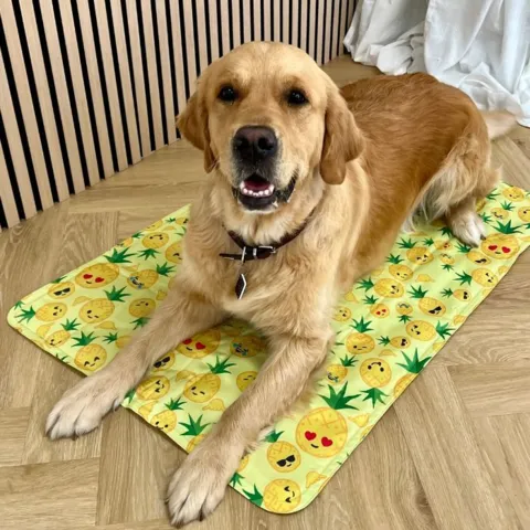 Golden Retriever Hund på Ananas Kølemåtte str. L