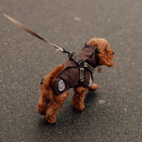 Mokka hunderegnjakke med integreret hundesele