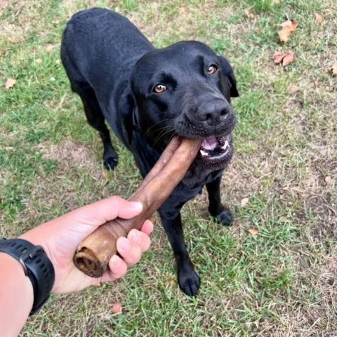 25 cm lang tyggerulle til de tyggeglade hunde