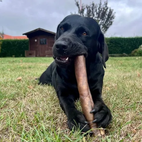 Langtidsholdbar tyggeben til store hunde