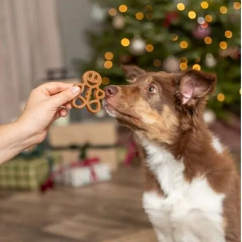 Hund præsenteres for et juletyggeben formet som en honningkagemand