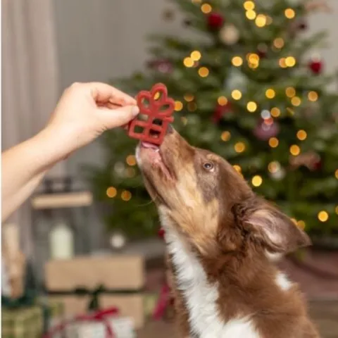 Hund præsenteres for et rødt juletyggeben formet som en gave