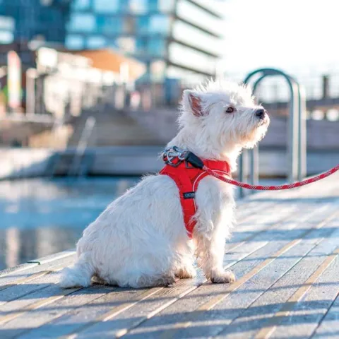 DOG Copenhagen Comfort Walk Go Sele