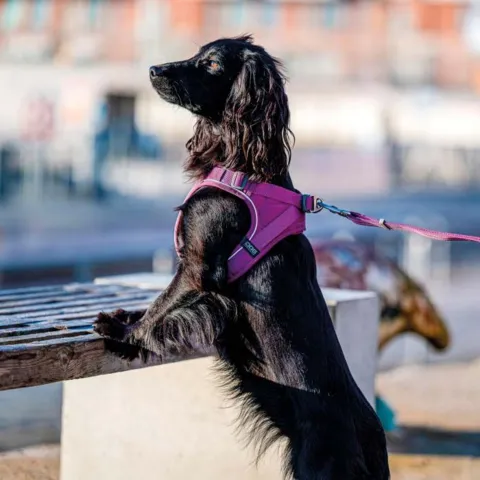 DOG Copenhagen Comfort Walk Go Sele