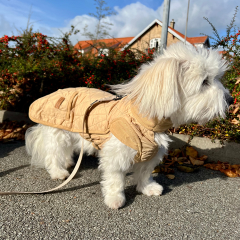 Doglemi Dachsie hundejakke er vind- og vandafvisende