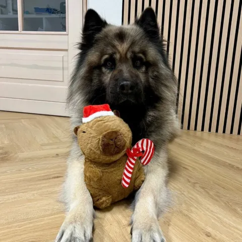 Eurasier med Capivara Julebamse