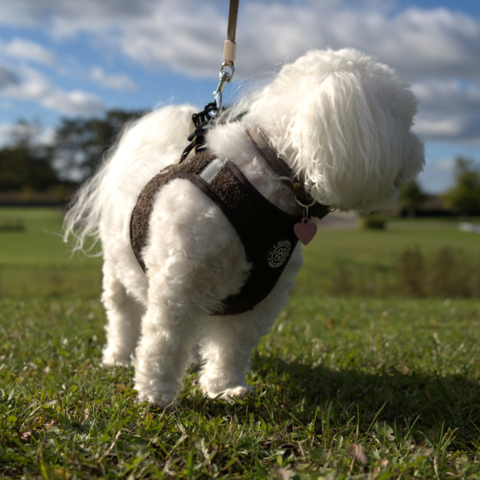 Ollipet Teddy Step-in hundesele
