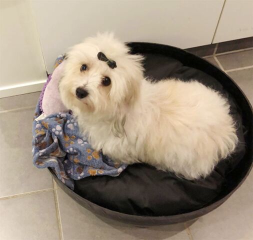 Billedet af lille Maggie (Fra er fra en glad kunde)