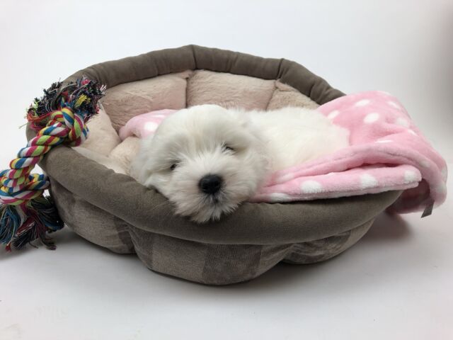 Trixie Leona hundeseng