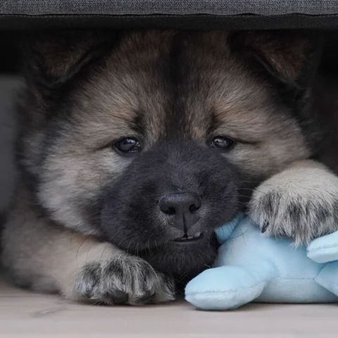 Cuddly Dog Mini Dogs med piv