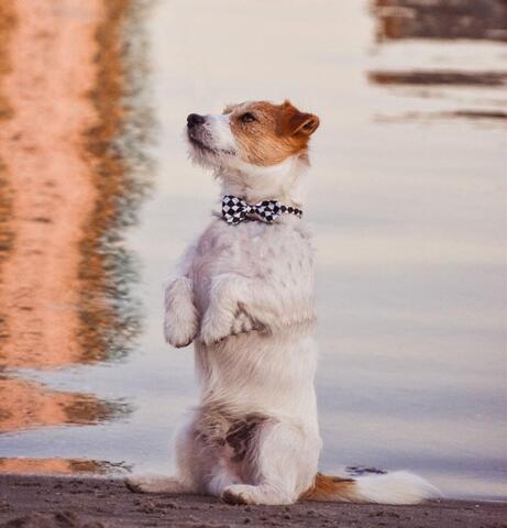 Hundebutterfly i satin | Ass. Sort/hvid | Wilfred Jack Russel Terrier