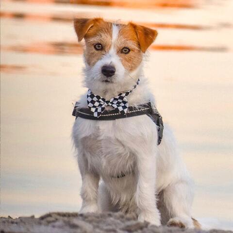 Hundebutterfly i satin | Ass. Sort/hvid | Wilfred Jack Russel Terrier