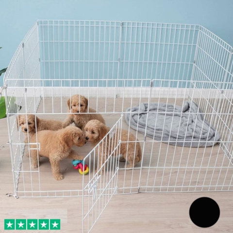 Ollipet hvalpegård | farve hvid eller sort