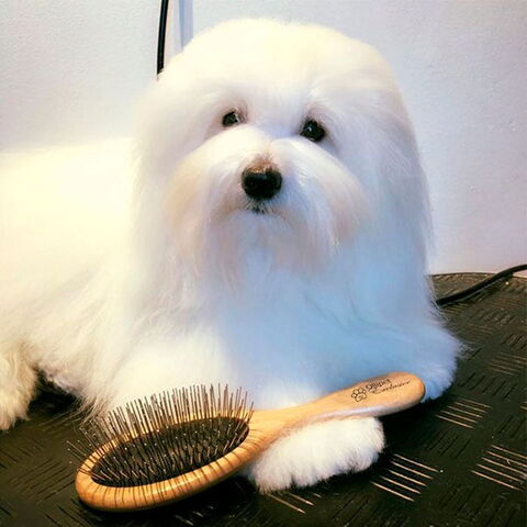Ollipet Exclusive Oval groomingbrush | Perfekt til børstning af lang pels.