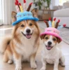 Fødselsdagshat til hunde