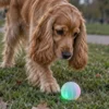 Glow Streak LED hundebold