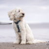 Ergonomisk hundesele i blå