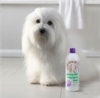 Fantastisk shampoo til hunde med hvid pels som denne Coton de Tulear