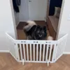 Indendørs hundegitter til adskillelse i hjemmet