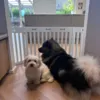 Fint indendørs hundehegn