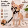Chihuahua med snudeselen på