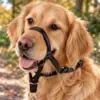 Dog Head Collar | Snudesele