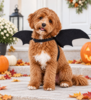 Flagermusevinger til halloween