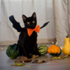 Flagermusevinger til halloween