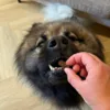 Eurasier spiser en Carnilove Soft Snack Quail with Oregano
